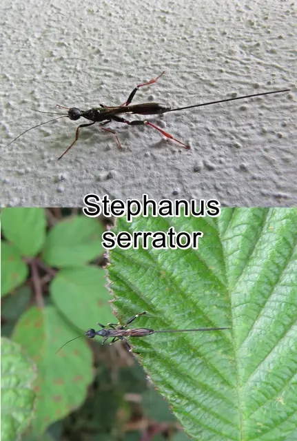 (odtN) Stephanus serrator  Johann Christian Fabricius 1798
Ordnung:	Hautflügler (Hymenoptera)
Unterordnung:	Taillenwespen (Apocrita)
Überfamilie:	Stephanoidea
Familie:	Stephanidae
Art: Stephanus serrator | Foto: GvMeegen