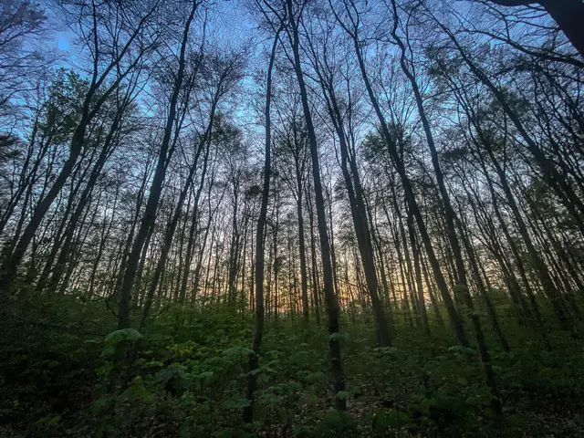 #SpringIsHere 2026

Abends im Wald, Mystisch und Geheimnisvoll | Foto: Christoph Niersmann 