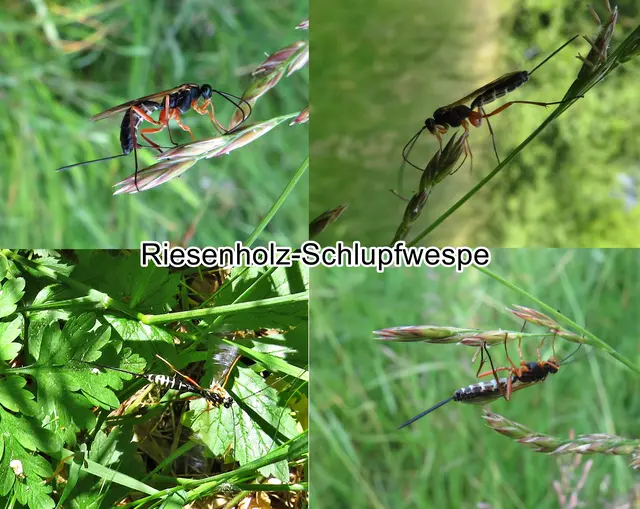 Riesenholz-Schlupfwespe (Rhyssa persuasoria) Carl von Linné 1758
Ordnung:	Hautflügler (Hymenoptera)
Unterordnung:	Taillenwespen (Apocrita)
Überfamilie:	Schlupfwespenartige (Ichneumonoidea)
Familie:	Schlupfwespen (Ichneumonidae)
Unterfamilie:	Rhyssinae
Gattung:	Rhyssa
Art:	Holzwespen-Schlupfwespe | Foto: GvMeegen