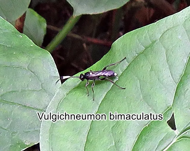 (odtN) Vulgichneumon bimaculatus  Franz de Paula Schrank 1776
Ordnung:	Hautflügler (Hymenoptera)
Unterordnung:	Taillenwespen (Apocrita)
Überfamilie:	Schlupfwespenartige (Ichneumonoidea)
Familie:	Schlupfwespen (Ichneumonidae)
Gattung:	Vulgichneumon
Art:	Vulgichneumon bimaculatus | Foto: GvMeegen