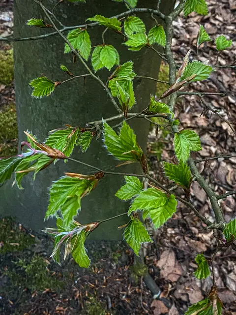 #SpringIsHere 2026

Abends im Wald, Mystisch und Geheimnisvoll | Foto: Christoph Niersmann 