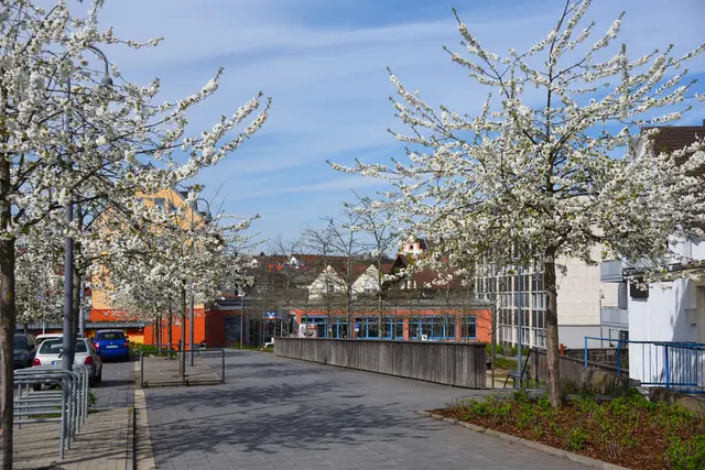 Blühende weiße Kirschblütenbäume in Gladenbachs neuer Mitte. Im Hintergrund der Volksbankkomplex, Teichstraße.