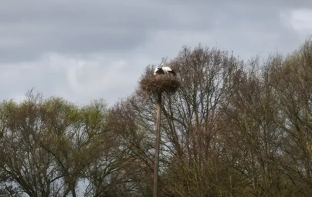 Brütende Störche in den Leineauen | Foto: Shima Mahi