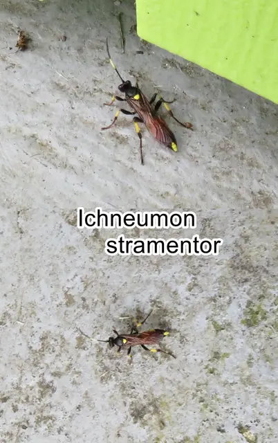 (odtN) Ichneumon stramentor  Alexandr Rasnitsyn 1981
Ordnung:	Hautflügler (Hymenoptera)
Familie: Schlupfwespen (Ichneumonidae)
Art: Ichneumon stramentor | Foto: GvMeegen