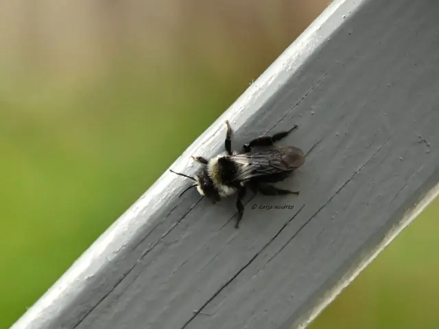 Graue Sandbiene (Andrena cineraria) (Foto: Katja Woidtke)

Entdeckt im April 2025 in unserem Garten | Foto: Katja Woidtke