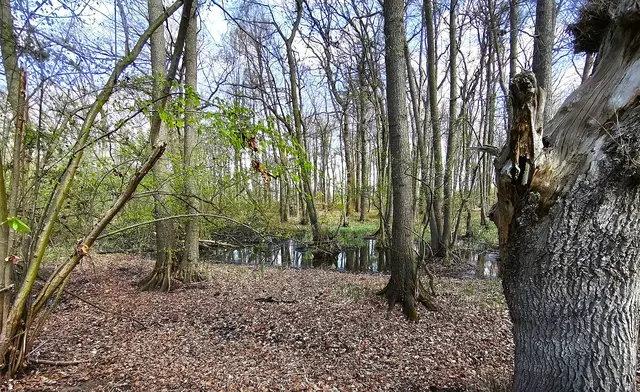 Im Naturschutzgebiet Sundern | Foto: Shima Mahi