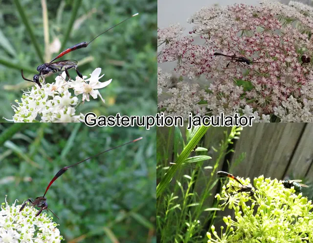 (odtN) Gasteruption jaculator  Carl von Linné 1758
Ordnung:	Hautflügler (Hymenoptera)
Familie: Schmalbauchwespen (Gasteruptiidae)
Gattung: Gasteruption
Art: Gasteruption jaculator
 | Foto: GvMeegen