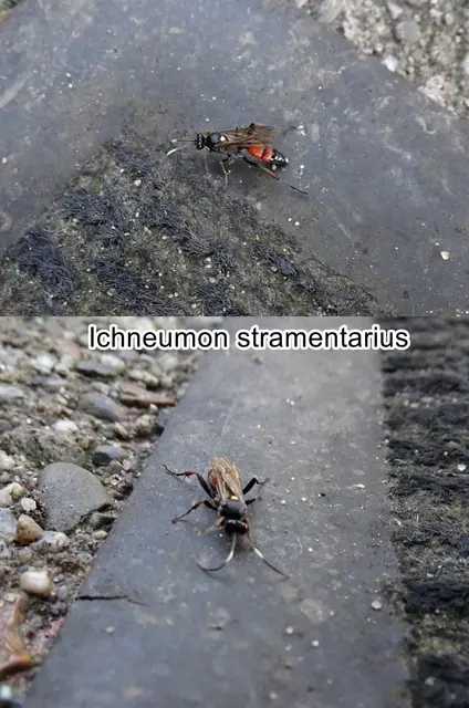 (odtN) Ichneumon stramentarius   Johan Ludwig Christian Gravenhorst,1820
Ordnung:	Hautflügler (Hymenoptera)
Familie: Schlupfwespen (Ichneumonidae)
Genus:	Ichneumon
Art: Ichneumon stramentarius
 | Foto: GvMeegen