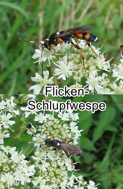 Flicken-Schlupfwespe (Ichneumon sarcitorius)  Carl von Linné 1758
Ordnung:	Hautflügler (Hymenoptera)
Familie:	Schlupfwespen (Ichneumonidae)
Unterfamilie:	Ichneumoninae
Tribus:	Ichneumonini
Gattung:	Ichneumon
Art: Flicken-Schlupfwespe | Foto: GvMeegen
