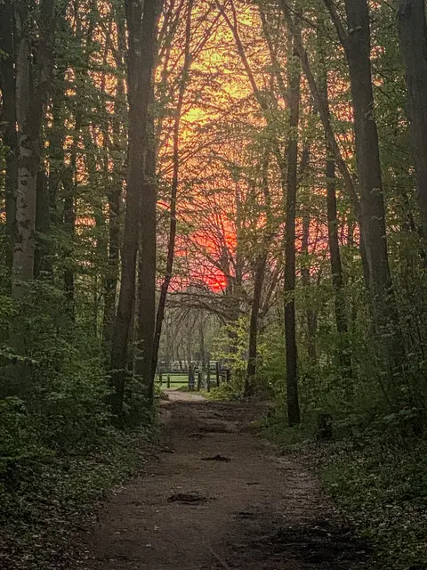 #SpringIsHere 2026

Abends im Wald, Mystisch und Geheimnisvoll | Foto: Christoph Niersmann 