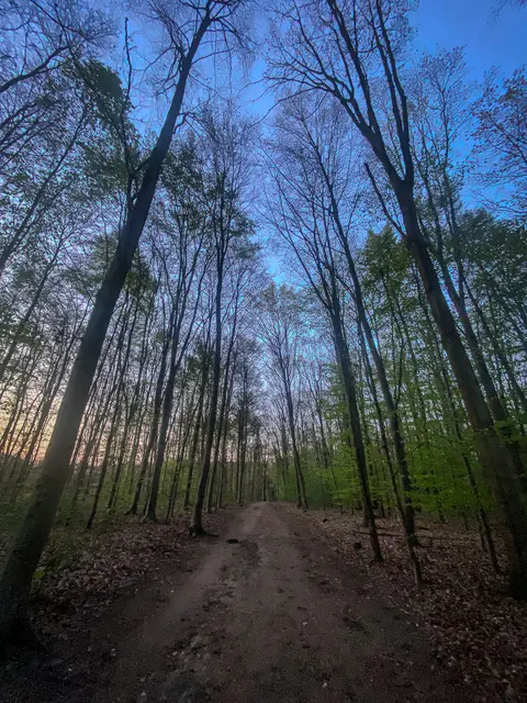 #SpringIsHere 2026

Abends im Wald, Mystisch und Geheimnisvoll | Foto: Christoph Niersmann 