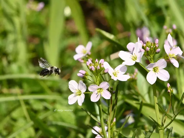 Insekten in Deutschland (Foto: Katja Woidtke)

Graue Sandbiene (Andrena cineraria) im Anflug an die Blüten des Wiesenschaumkrauts (Cardamine pratensis) - entdeckt im Berggarten Herrenhausen (ungefragte und unbezahlte Werbung wegen Namensnennung) | Foto: Katja Woidtke