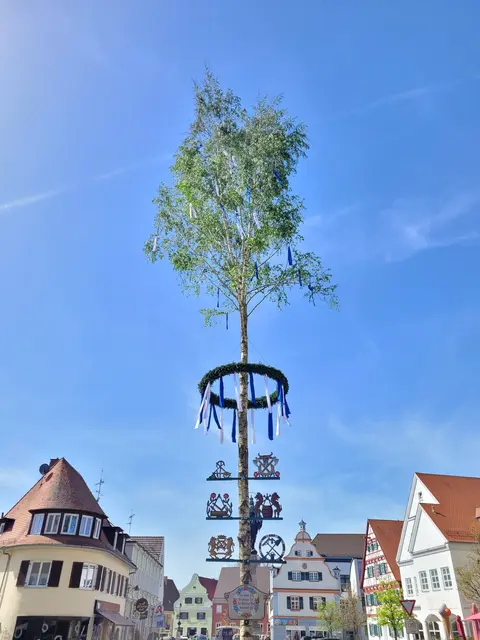 Maibaum 2024 | Foto: Stadt Wertingen