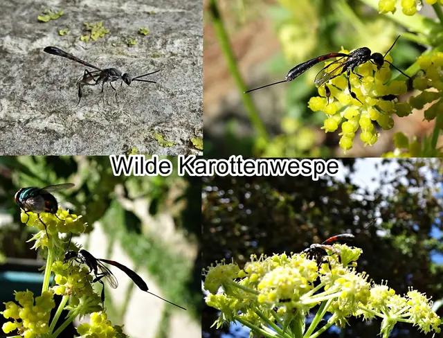 Wilde Karottenwespe (Gasteruption assectator) Carl von Linné 1758
Ordnung:	Hautflügler (Hymenoptera)
Familie: Schmalbauchwespen (Gasteruptiidae)
Gattung: Gasteruption
Art: Wilde Karottenwespe
 | Foto: GvMeegen