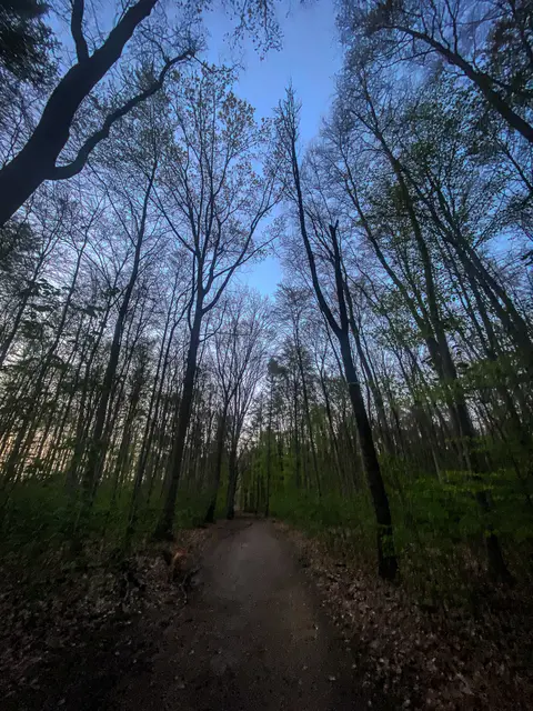#SpringIsHere 2026

Abends im Wald, Mystisch und Geheimnisvoll | Foto: Christoph Niersmann 