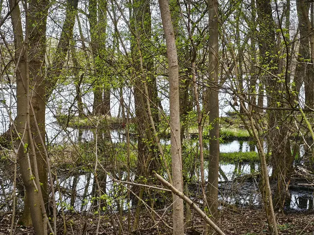 Ein Biotop in der Nähe des Schulzentrums Hemmingen | Foto: Shima Mahi