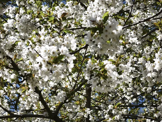 Weiße Blüten vor blauem Himmel | Foto: Shima Mahi