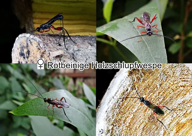 Weibchen Rotbeinige Holzschlupfwespe (Ephialtes manifestator) Carl von Linné 1758
Ordnung:	Hautflügler (Hymenoptera)
Unterordnung: Taillenwespen (Apocrita)
Familie: Schlupfwespen (Ichneumonidae)
Tribus: Ephialtini
Art: Rotbeinige Holzschlupfwespe | Foto: GvMeegen