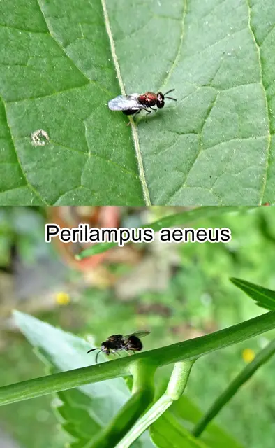 (odtN) Perilampus aeneus  Rossi 1790
Ordnung:	Hautflügler (Hymenoptera)
Familie: Grubenwespen (Perilampidae)
Gattung: Perilampus
Art: Perilampus aeneus | Foto: GvMeegen