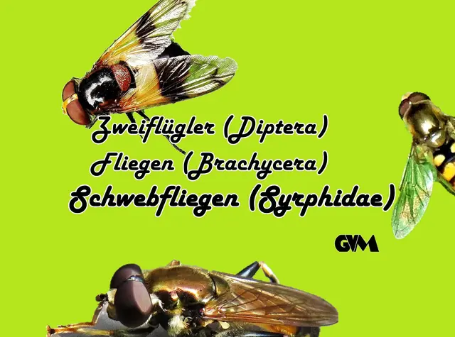Foto: GvMeegen