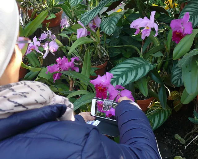Sonderausstellung im Berggarten: Pflanzen aus Südostasien