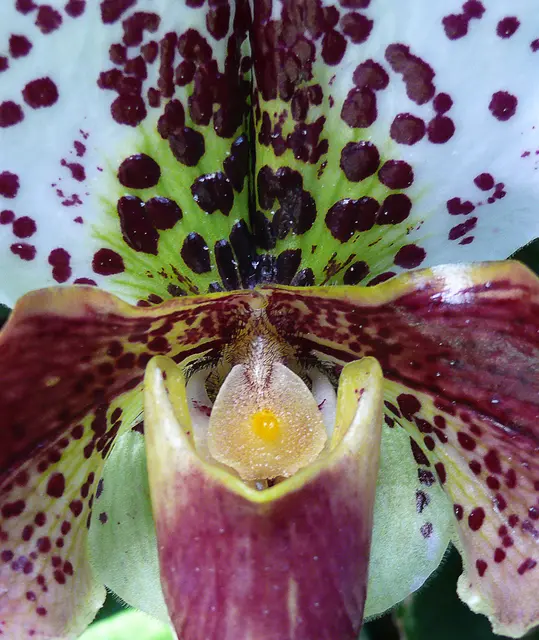 Sonderausstellung im Berggarten: Pflanzen aus Südostasien