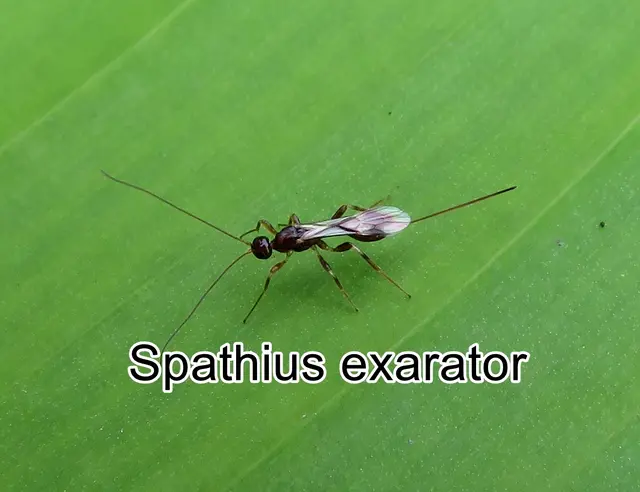 (odtN) Spathius exarator  Carl von Linné 1758
Ordnung:	Hautflügler (Hymenoptera)
Unterordnung:	Taillenwespen (Apocrita)
Überfamilie:	Schlupfwespenartige (Ichneumonoidea)
Familie:	Brackwespen (Braconidae)
Unterfamilie:	Doryctinae
Gattung:	Spathius
Art:	Spathius exarator  | Foto: GvMeegen