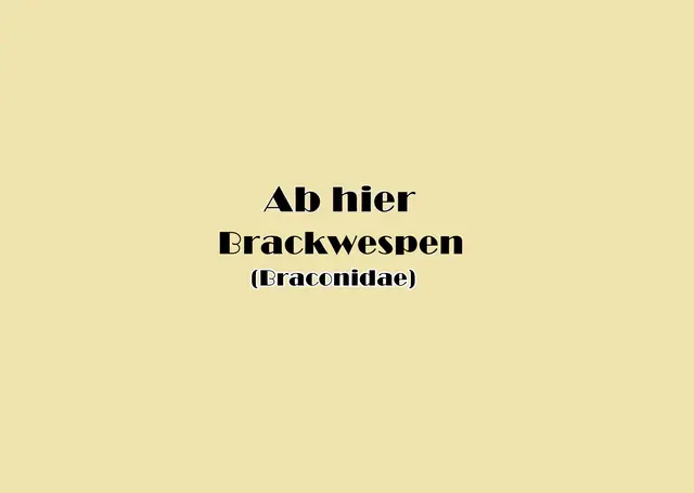 Foto: GvMeegen