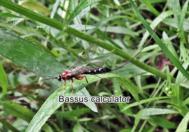 (odtN) Bassus calculator   Johann Christian Fabricius 1798
Ordnung:	Hautflügler (Hymenoptera)
Überfamilie:	Schlupfwespenartige (Ichneumonoidea)
Familie:	Brackwespen (Braconidae)
Unterfamilie:	Agathidinae
Tribus:	Agathidini
Gattung:	Bassus
Art:	Bassus calculator | Foto: GvMeegen