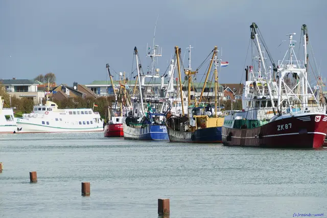 Durch die Verschlickung des Hafens in Friedrichskoog sind viele Fischer nach Büsum abgewandert.  Dadurch sind oft bis zu 50 Kutter im Büsumer Hafen anzutreffen | Foto: ©Rainer Bresslein - Wattenscheid