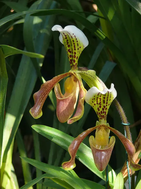 Sonderausstellung im Berggarten: Pflanzen aus Südostasien