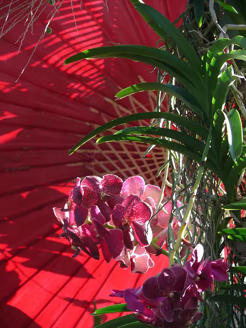 Sonderausstellung im Berggarten: Pflanzen aus Südostasien