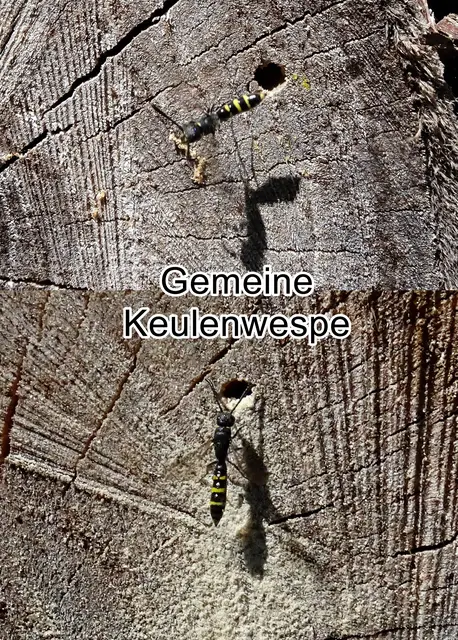 Gemeine Keulenwespe (Monosapyga clavicornis)  Carl von Linné 1758
Ordnung:	Hautflügler (Hymenoptera)
Unterordnung:	Taillenwespen (Apocrita)
Teilordnung:	Stechimmen (Aculeata)
Überfamilie:	Vespoidea
Familie:	Keulenwespen (Sapygidae)
Gattung:	Monosapyga
Art:	Gemeine Keulenwespe | Foto: GvMeegen