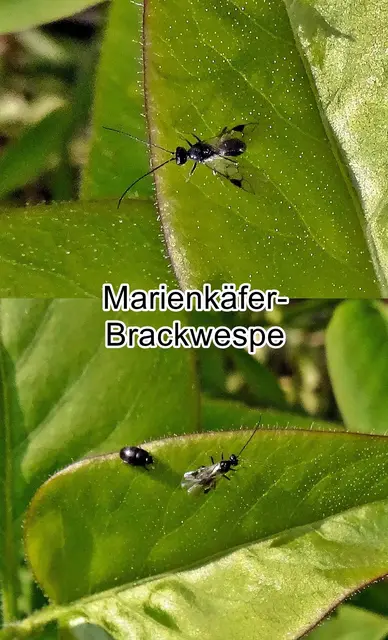 Marienkäfer-Brackwespe (Dinocampus coccinellae) Franz de Paula Schrank 1802
Ordnung:	Hautflügler (Hymenoptera)
Unterordnung:	Taillenwespen (Apocrita)
Überfamilie:	Schlupfwespenartige (Ichneumonoidea)
Familie:	Brackwespen (Braconidae)
Unterfamilie:	Euphorinae
Gattung:	Dinocampus
Art:	Marienkäfer-Brackwespe  | Foto: GvMeegen