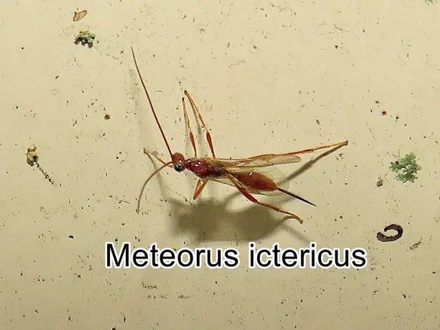 (odtN) Meteorus ictericus   Christian Gottfried Daniel Nees von Esenbeck 1811
Ordnung:	Hautflügler (Hymenoptera)
Unterordnung:	Taillenwespen (Apocrita)
Überfamilie:	Schlupfwespenartige (Ichneumonoidea)
Familie: Brackwespen (Braconidae)
Gattung: Meteorus
Art: Meteorus ictericus | Foto: GvMeegen