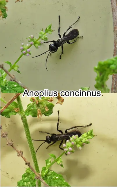 (odtN) Anoplius concinnus  Anders Gustaf Dahlbom 1843
Ordnung:	Hautflügler (Hymenoptera)
Teilordnung:	Stechimmen (Aculeata)
Überfamilie:	Vespoidea
Familie:	Wegwespen (Pompilidae)
Unterfamilie:	Pompilinae
Gattung:	Anoplius
Art:	Anoplius concinnus | Foto: GvMeegen