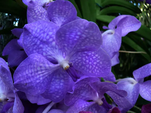 Sonderausstellung im Berggarten: Pflanzen aus Südostasien