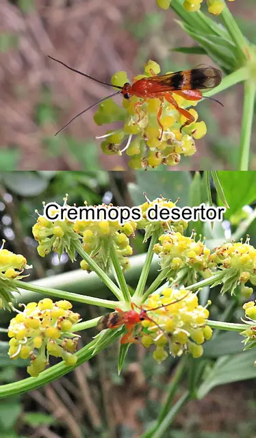 (odtN) Cremnops desertor   Carl von Linné 1758
Ordnung:	Hautflügler (Hymenoptera)
Unterordnung:	Taillenwespen (Apocrita)
Überfamilie:	Schlupfwespenartige (Ichneumonoidea)
Familie: Brackwespen (Braconidae)
Gattung: Cremnops
Art: Cremnops desertor | Foto: GvMeegen