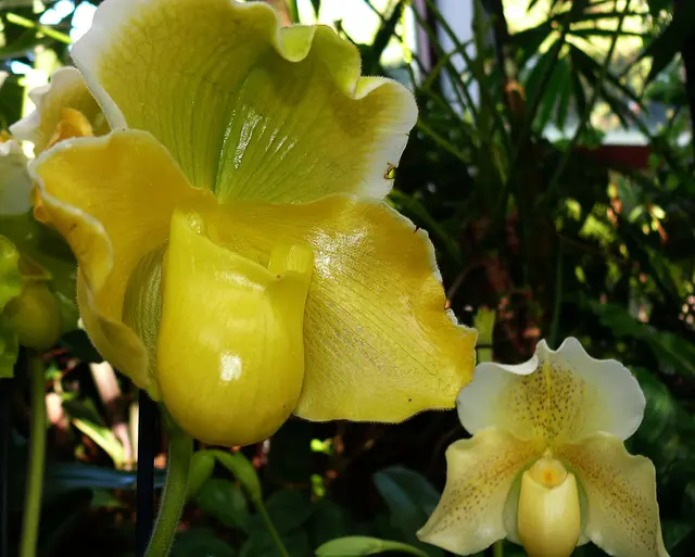 Sonderausstellung im Berggarten: Pflanzen aus Südostasien