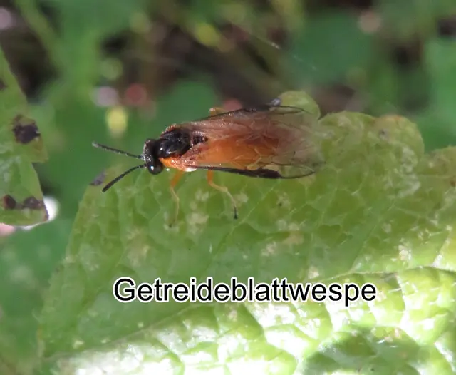 Getreideblattwespe (Selandria serva) Johann Christian Fabricius 1793
Geringelte Pflanzenwespe (Macrophya annulata)
Ordnung: Hautflügler (Hymenoptera)
Überfamilie:	Blattwespenartige (Tenthredinoidea)
Familie:	Echte Blattwespen (Tenthredinidae)
Gattung:	Selandrien
Art: Getreideblattwespe | Foto: GvMeegen