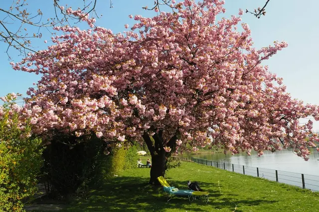 Kirschblüte beim DSV98 | Foto: Astrid Günther