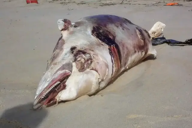 Immer mal wieder geraten Wale in flaches Uferwasser. Oder andere Meeressäugetiere, wie der Kadaver dieses Delphins oder Tümmlers, werden angespült. | Foto: Kurt Wolter