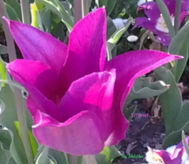 Foto: Iris Alefelder