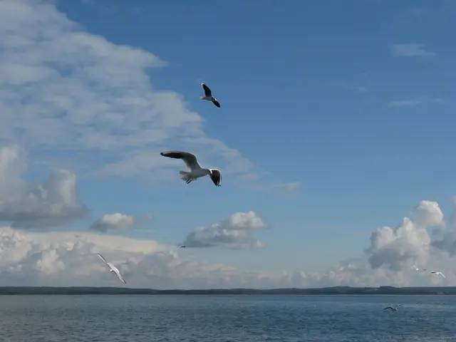Warum die Möwen bei mir Emma heißen