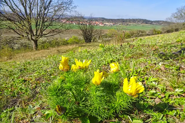Adonisröschen mit Börnecke im Hintergrund