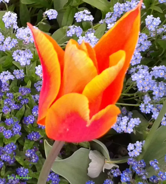 Foto: Iris Alefelder