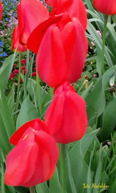 Foto: Iris Alefelder