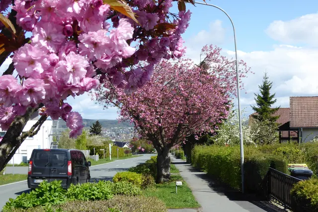 Sonntagsbilder 2026-16, Rosa Blüten an der Biedenkopfer Straße, 19.04.2026.