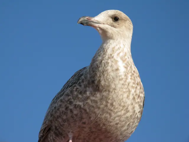 Warum die Möwen bei mir Emma heißen