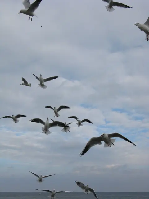 Warum die Möwen bei mir Emma heißen